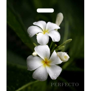 Мешок 48х42см ПВД соэкструзия 90мкм с вырубной ручкой, Перфекто Плюмерия (300) арт.н00296453